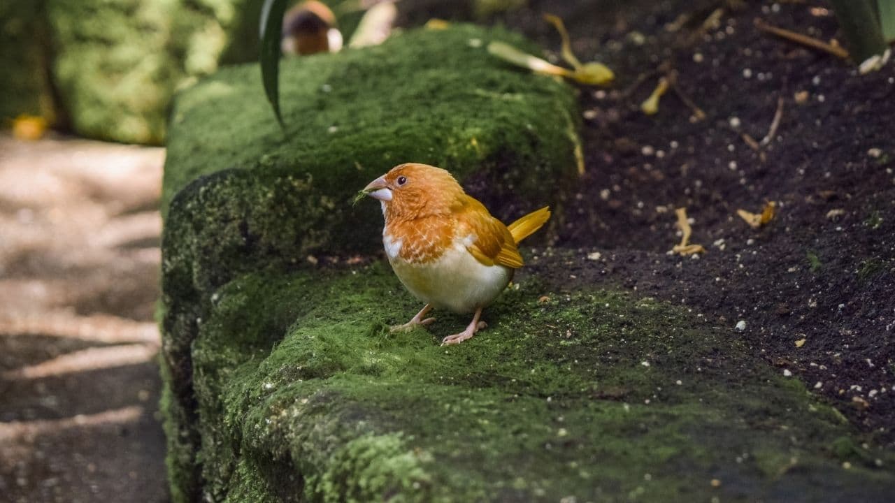 baby bird in shady spot waiting for parents