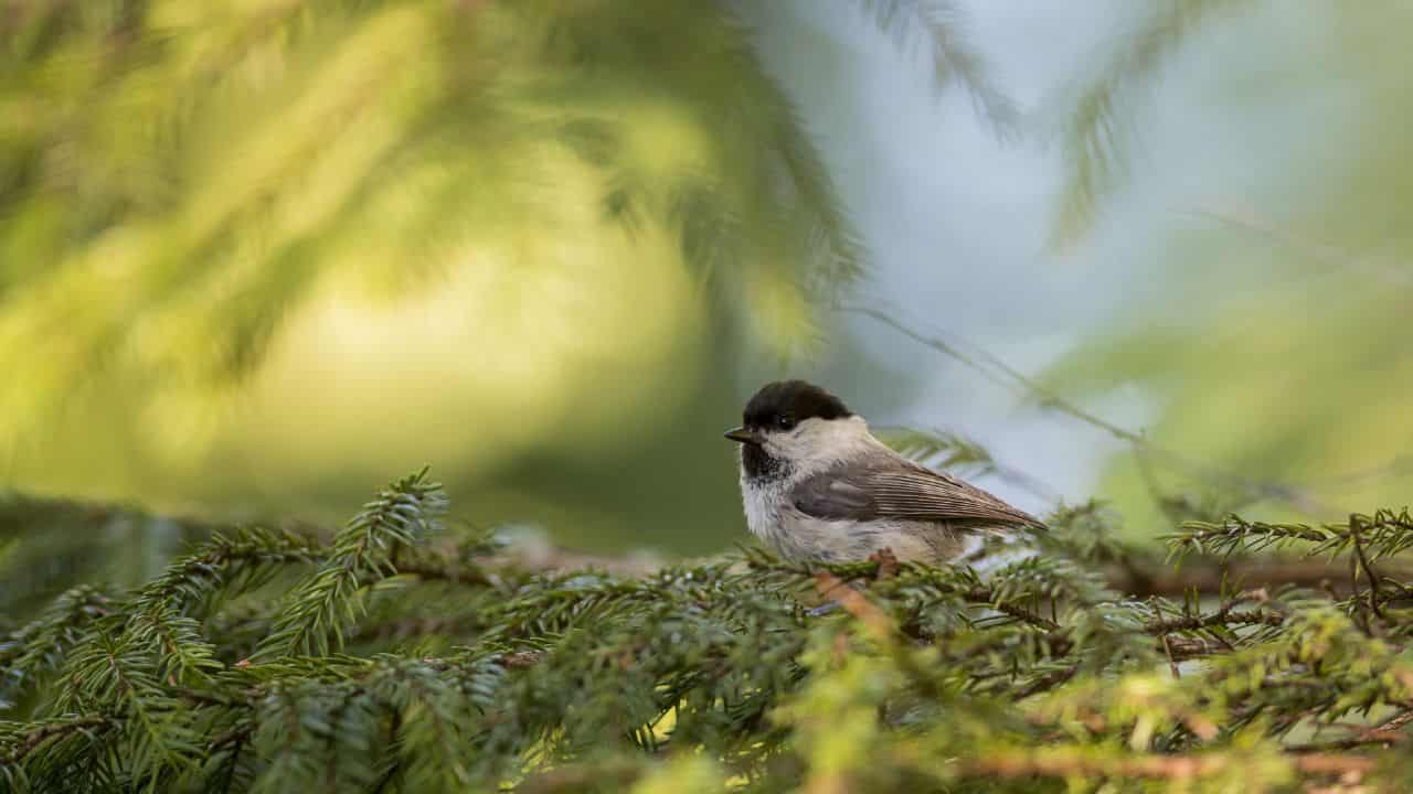 baby bird with soft lighting