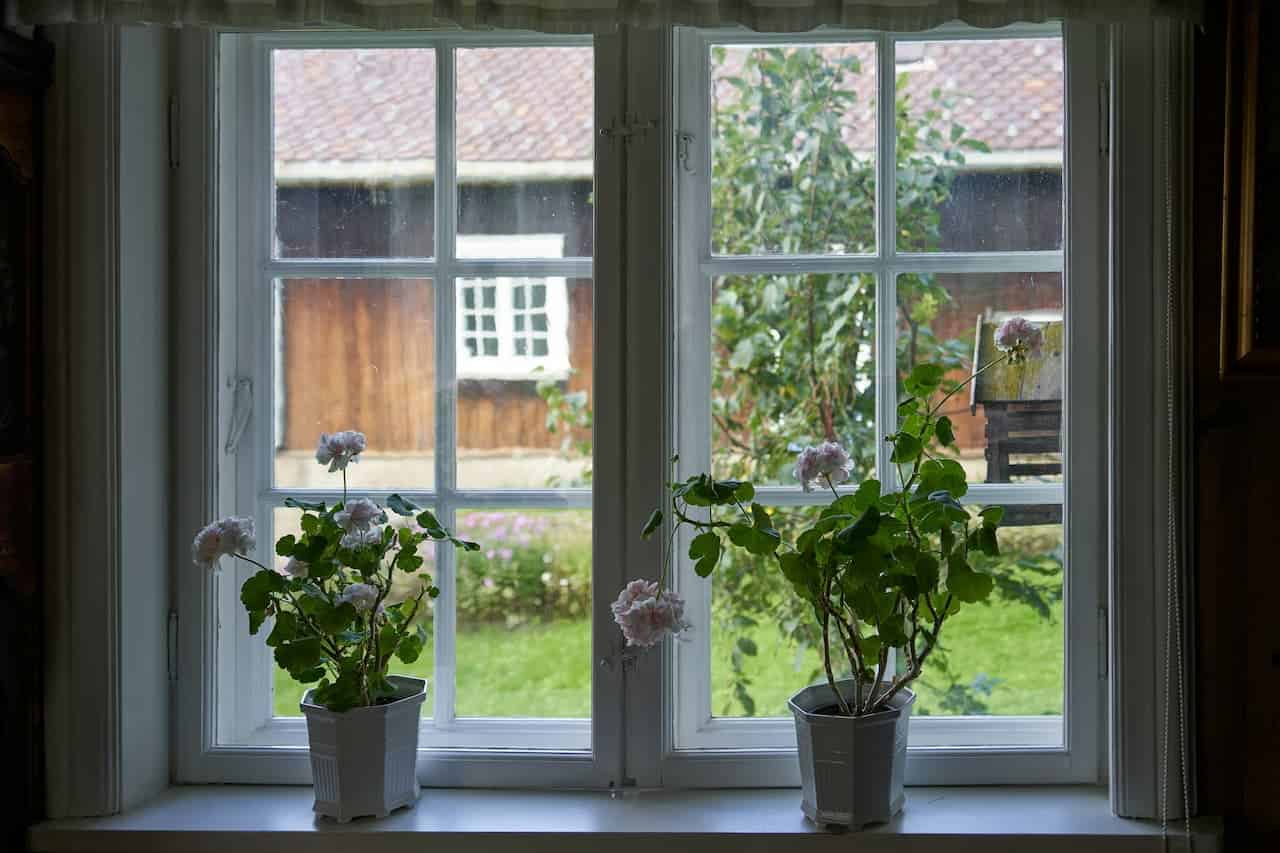 Two potted geraniums with pale pink flowers on windowsill, white framed double-pane windows overlooking garden with wooden structure and trees