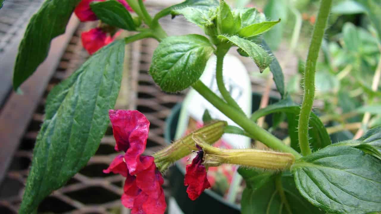 Close-up of bat face plant, wilted red flowers, fuzzy green stems, textured green leaves, background of garden mesh and potted plants