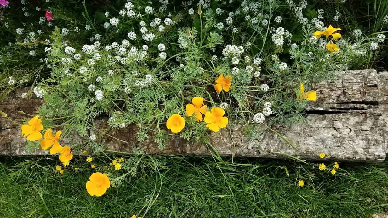 Wood Poppies growing around weathered wooden logs, featuring bright yellow California poppies and clusters of small white blooms