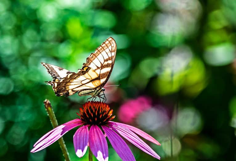 Tiger swallowtail butterfly with brown and cream patterned wings perched on purple coneflower, blurred green background with bokeh effect