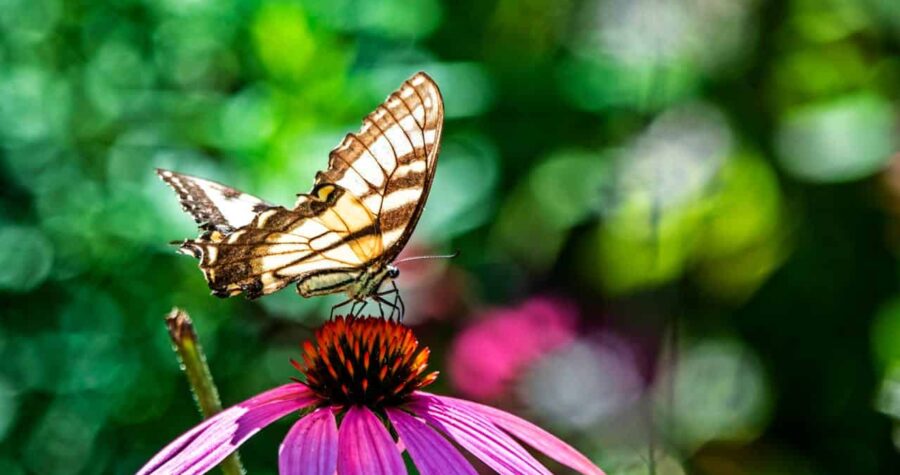 Tiger swallowtail butterfly with brown and cream patterned wings perched on purple coneflower, blurred green background with bokeh effect