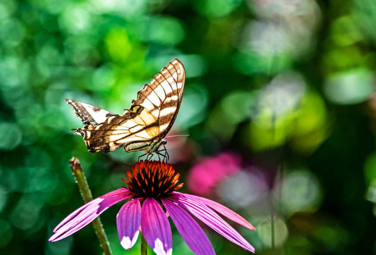 Tiger swallowtail butterfly with brown and cream patterned wings perched on purple coneflower, blurred green background with bokeh effect