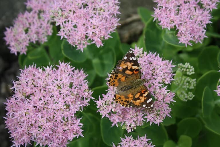 A butterfly with orange and black patterned wings resting on pink star-shaped Sedum flower clusters surrounded by green foliage