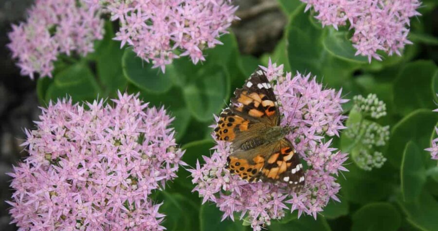 A butterfly with orange and black patterned wings resting on pink star-shaped Sedum flower clusters surrounded by green foliage