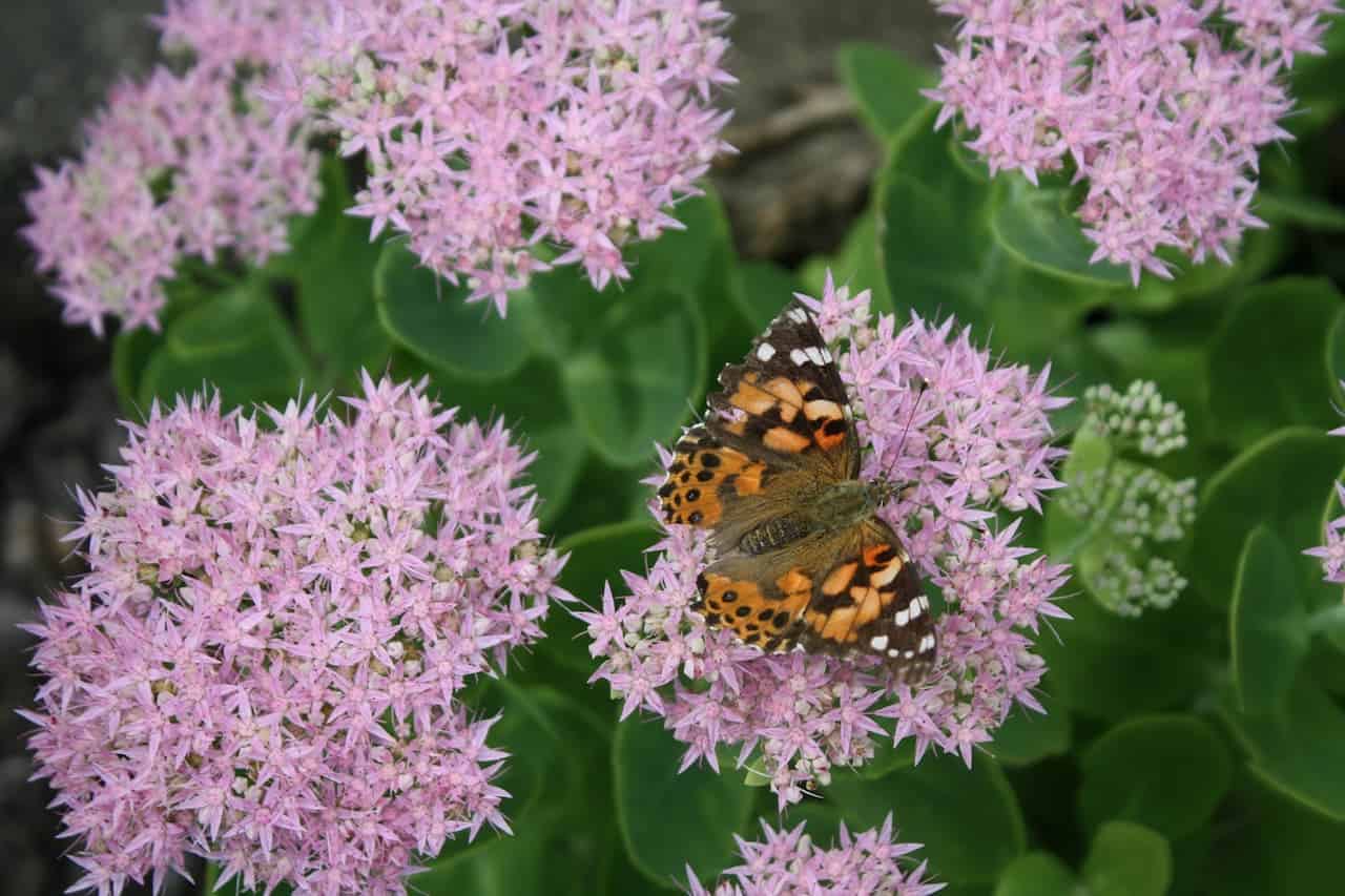 A butterfly with orange and black patterned wings resting on pink star-shaped Sedum flower clusters surrounded by green foliage