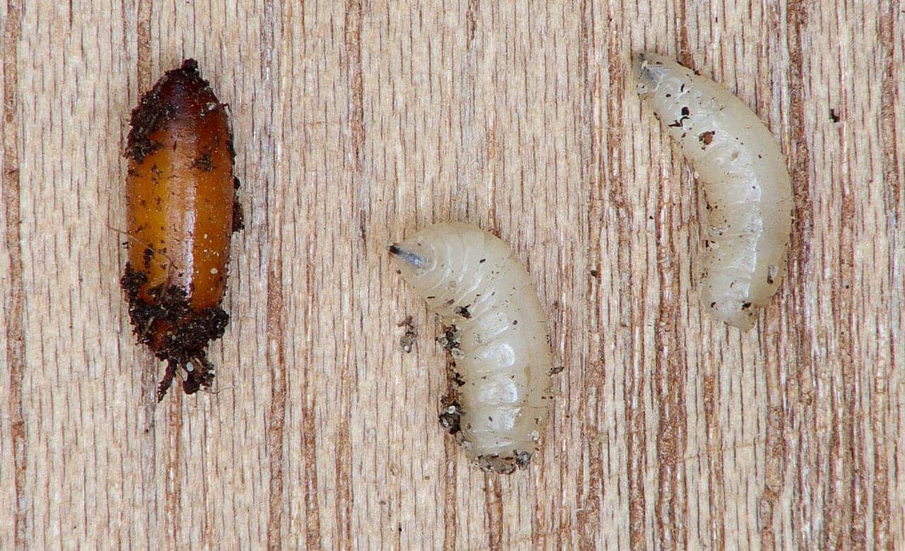 Three insect larvae on wooden surface, one brown pupa on left, two pale grubs or larvae on right, close-up of wood-boring insects, textured wood grain background
