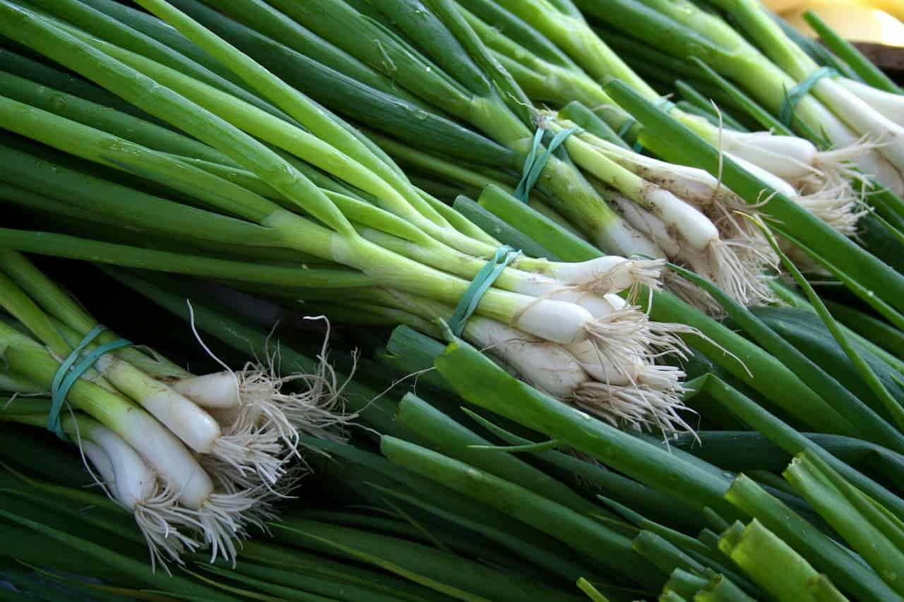 Bundles of fresh green onions with white bulbs and roots, tied together with rubber bands in close-up view