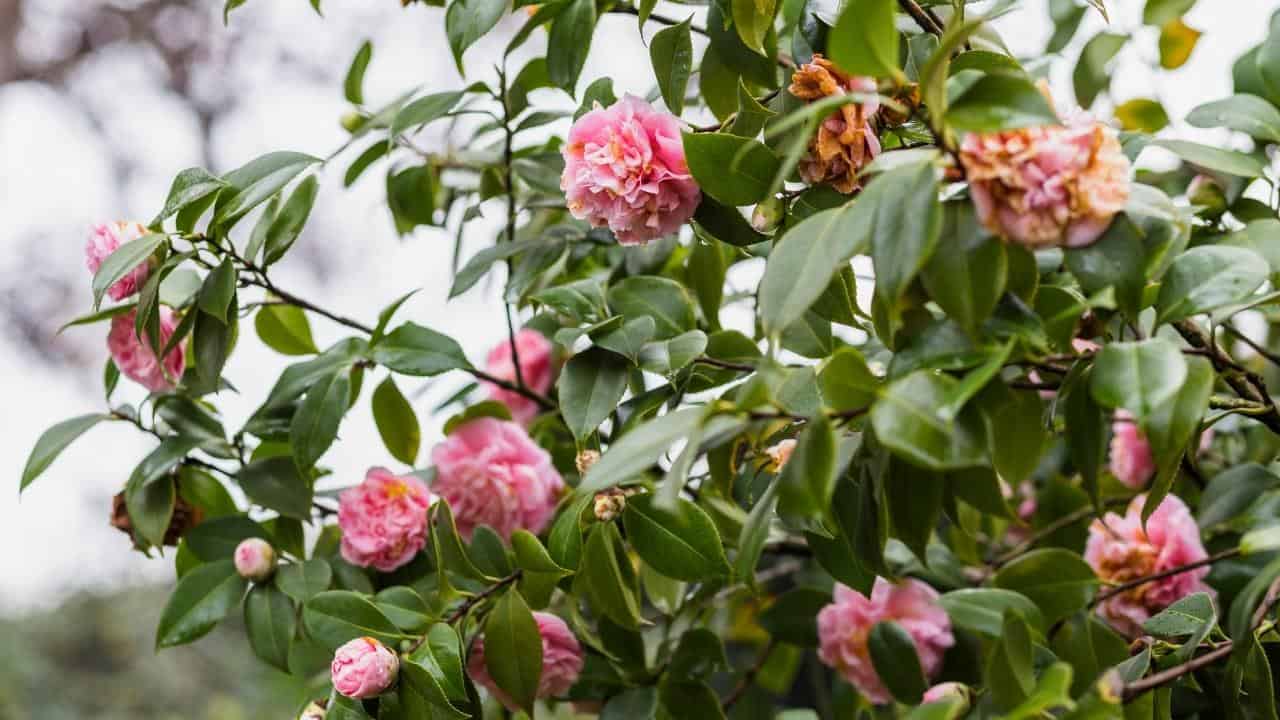 climbing hydrangea after blooming