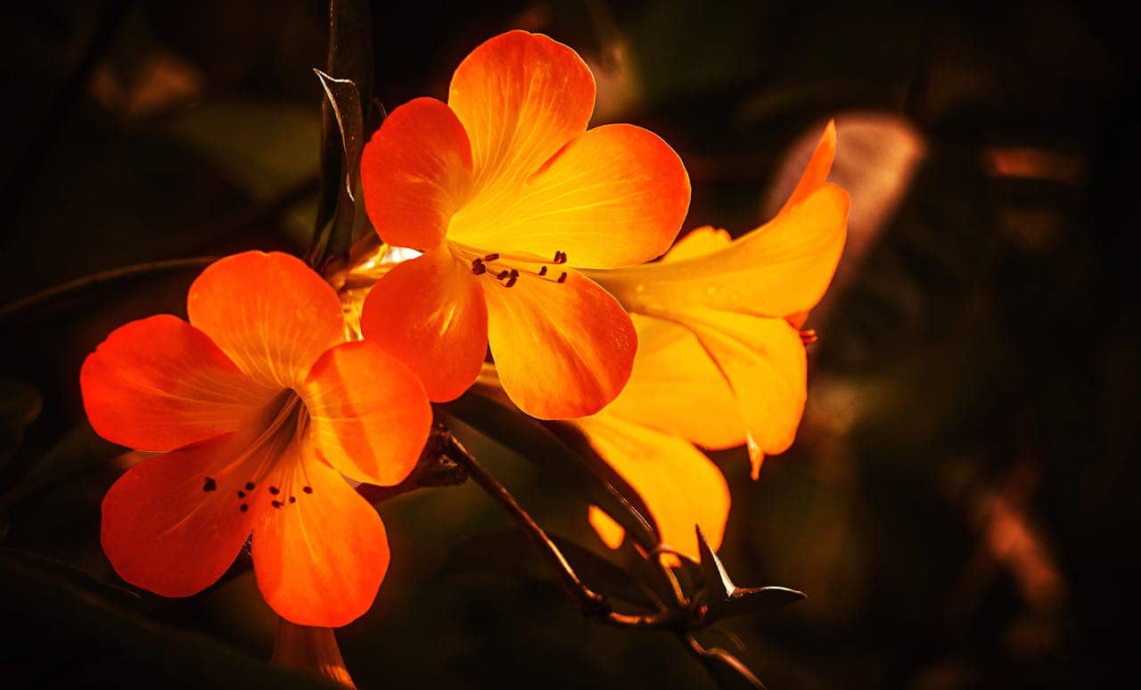 Vibrant orange flowers with five petals each, glowing against a dark background, showing visible stamens and delicate petals with a gradient from reddish-orange to yellow