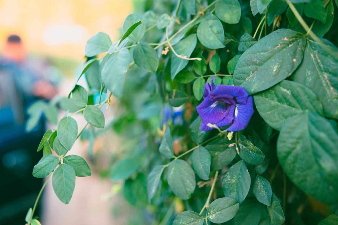 Vibrant purple butterfly pea flower (Clitoria ternatea) blooming among green vine foliage with blurred background