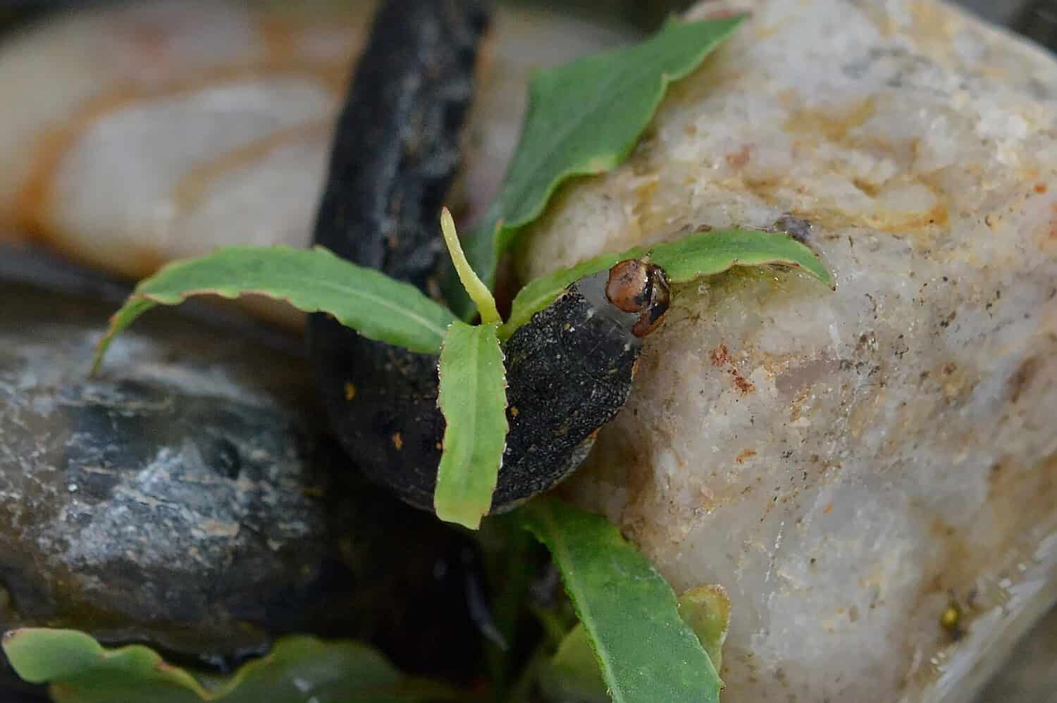 Small seedling sprouting between rocks, young green plant with few leaves emerging from dark soil or stone, close-up of germination against light-colored rock and darker substrate