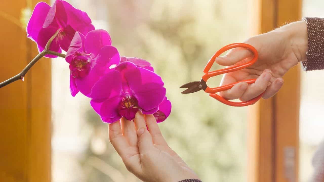 deadheading hydrangeas close-up