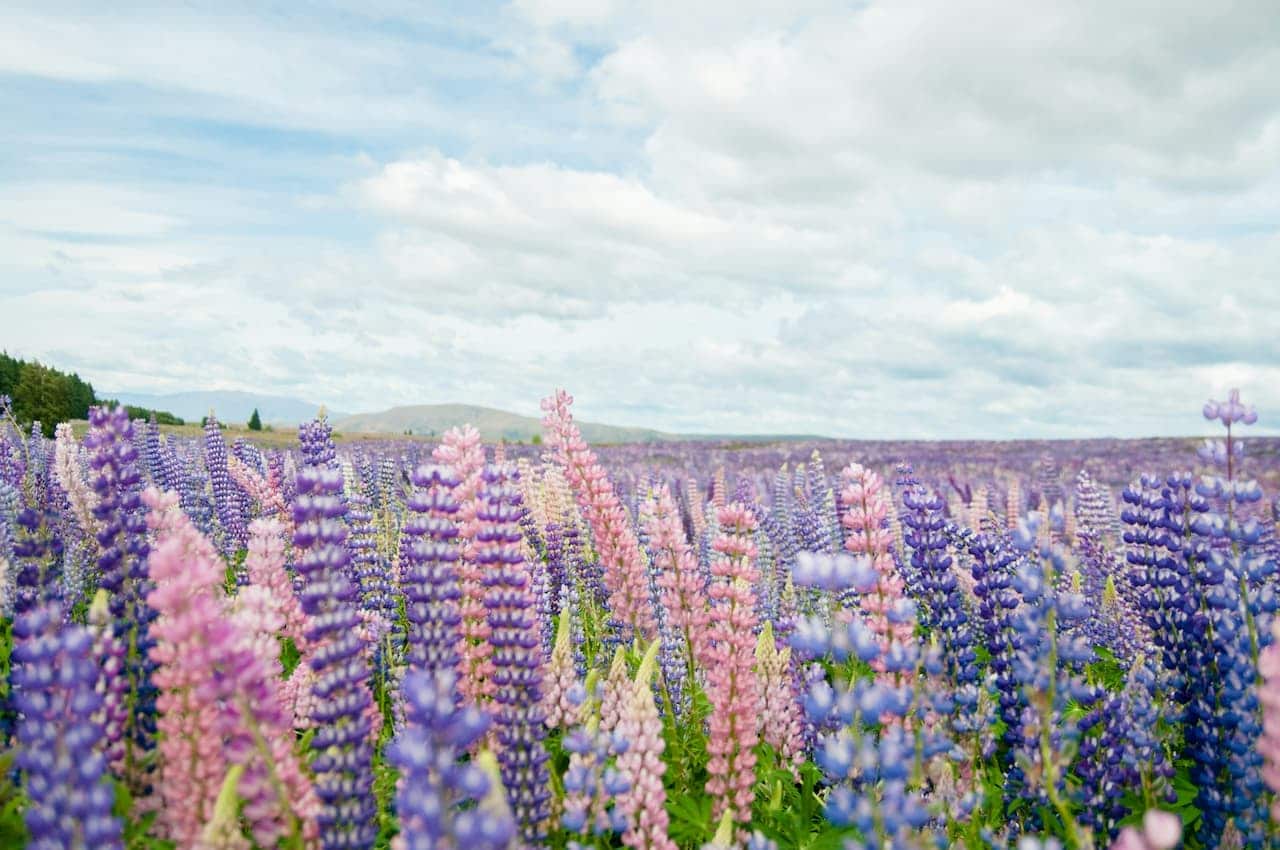 A colorful field of pink, purple, and blue lupine flowers under a cloudy sky, stretching toward distant green hills