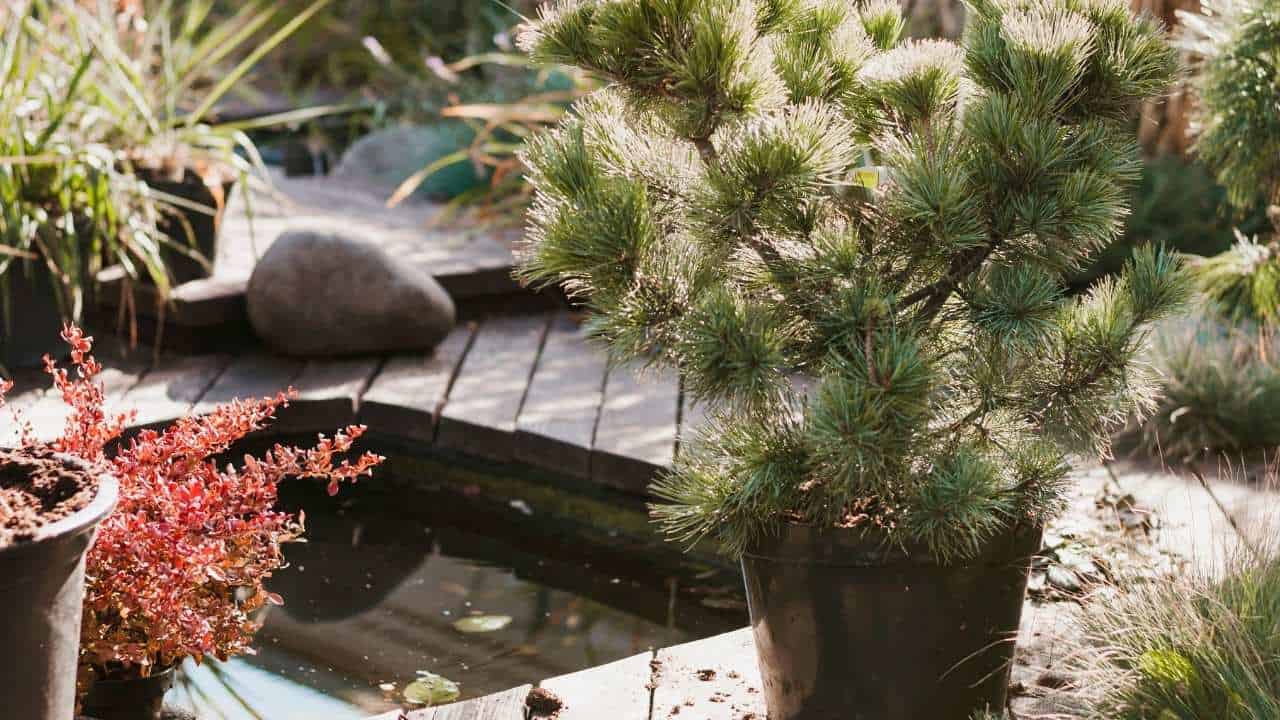 drought tolerant garden potted plant