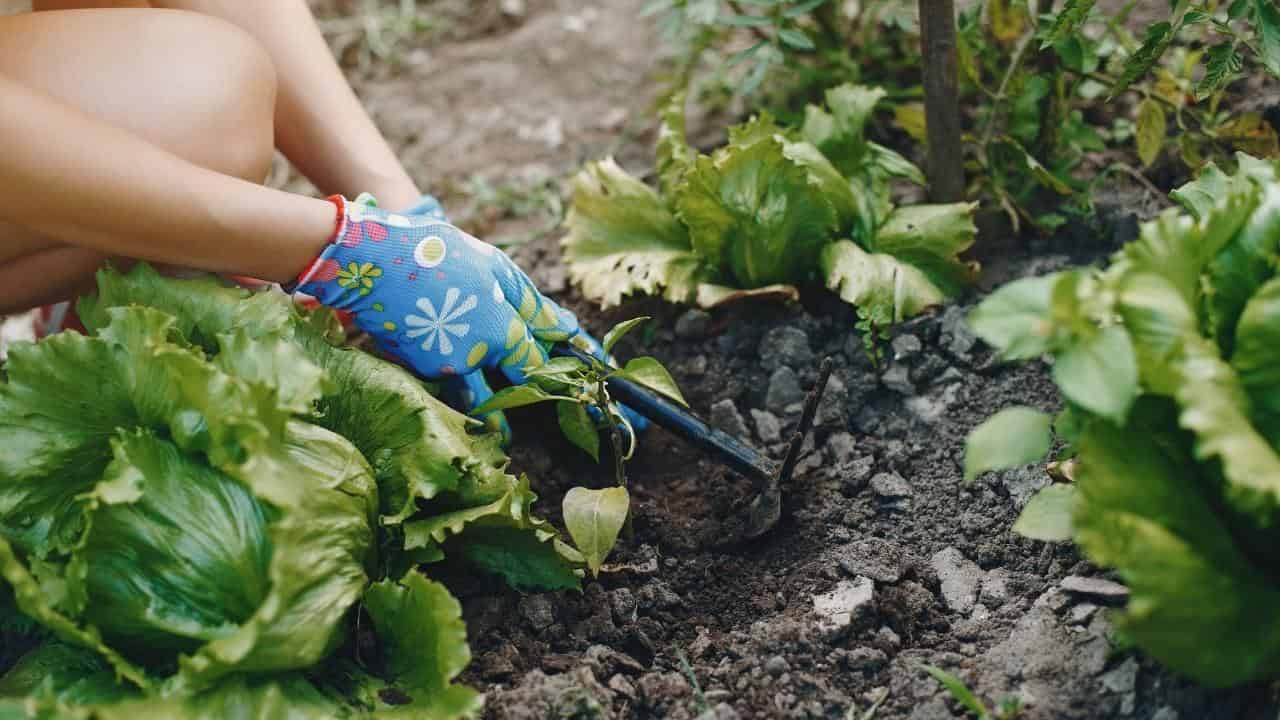 early spring planting lettuce spinach