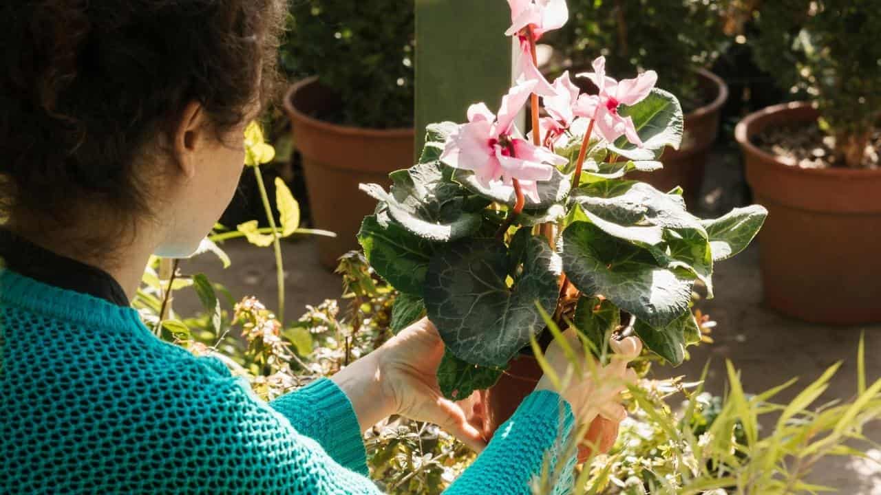 early spring pruning panicle hydrangea