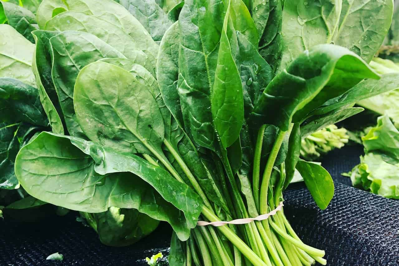 Fresh bunch of spinach with dark green leaves and thin stems, tied together and placed on black surface