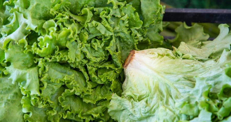 Close-up of fresh green lettuce heads with ruffled leaves, showing both vibrant outer leaves and paler inner core