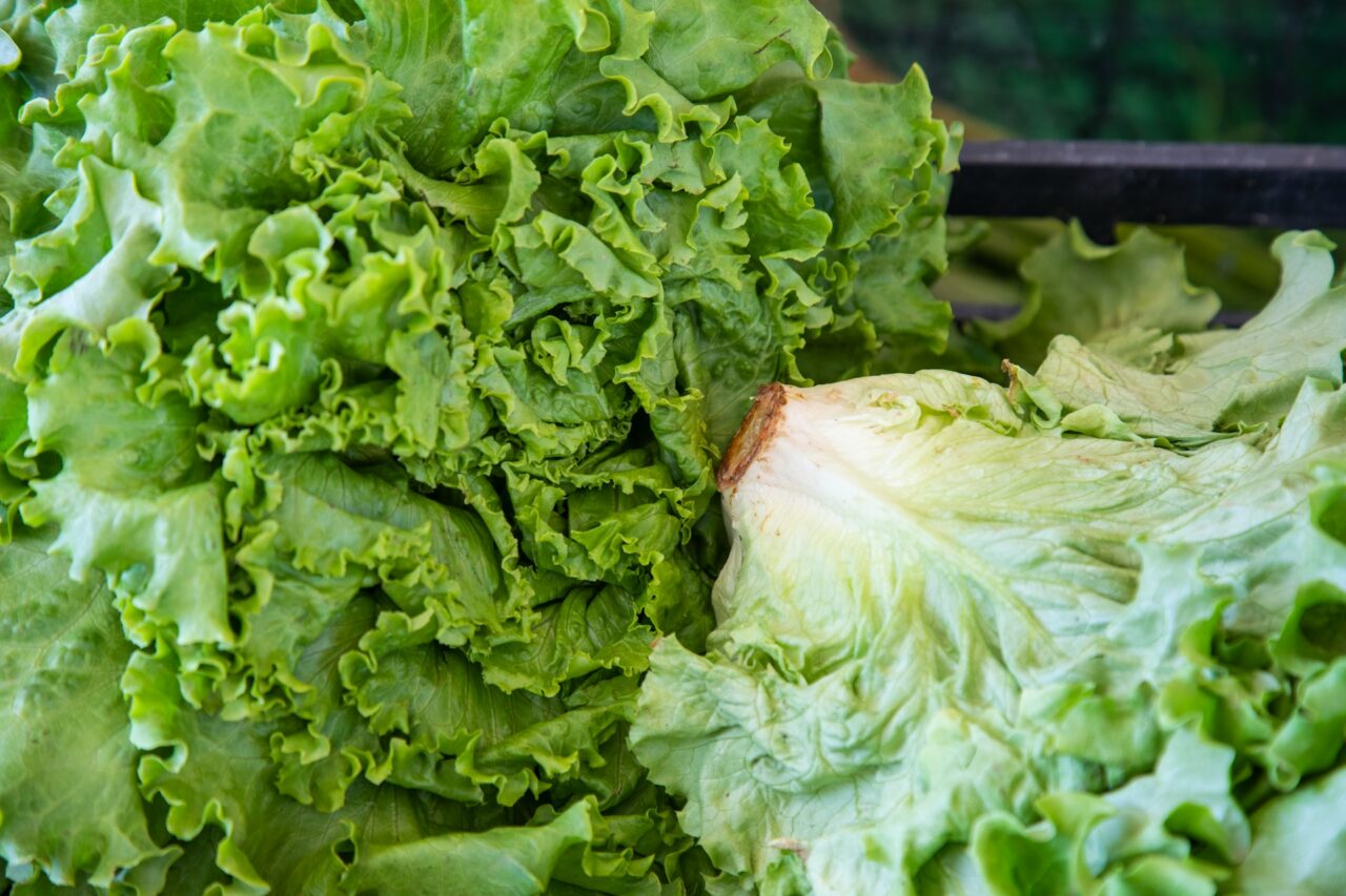 Close-up of fresh green lettuce heads with ruffled leaves, showing both vibrant outer leaves and paler inner core