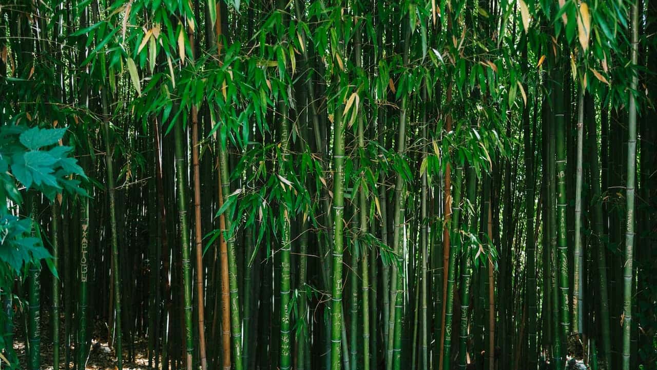 Dense cluster of tall green bamboo stalks with leafy tops, surrounded by natural forest shade and scattered carvings on the stems