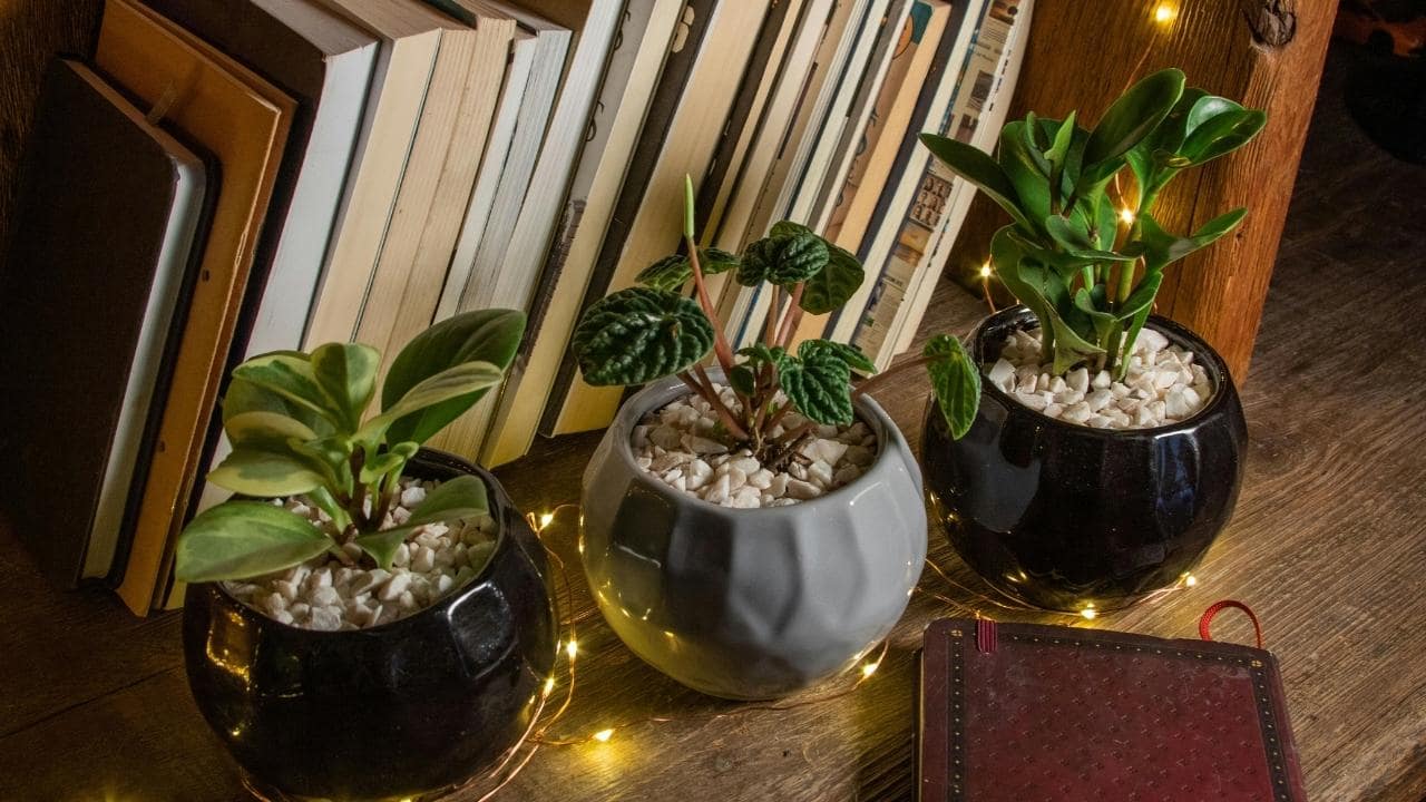 fairy lights around pots