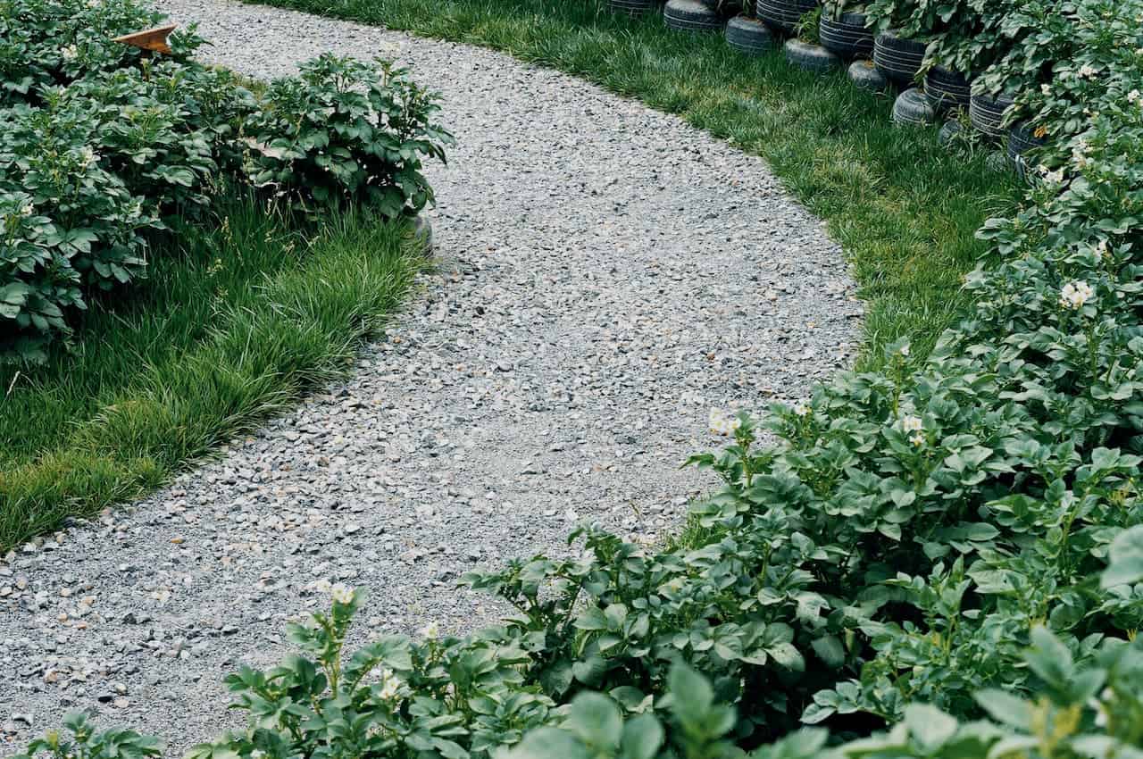 Curved gravel pathway winding through green vegetation, loose stones scattered across walking surface, garden trail with uneven pebble distribution, landscaped route with scattered debris