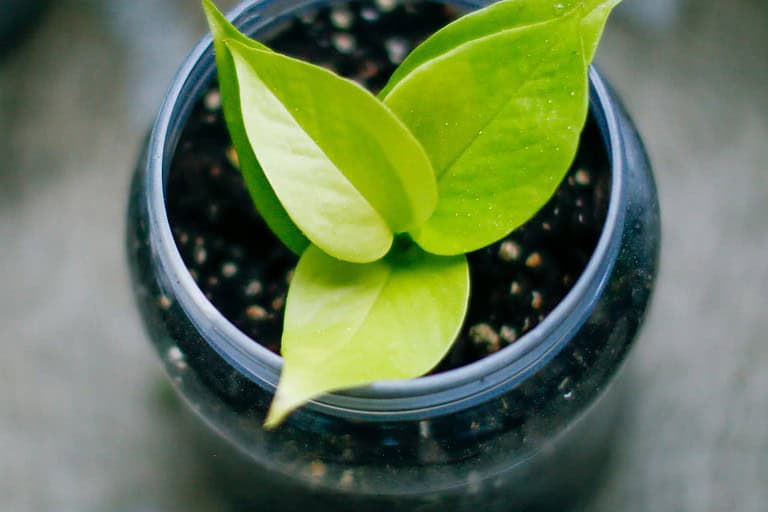 Pothos Neon with bright green leaves growing in dark soil inside a round, black container
