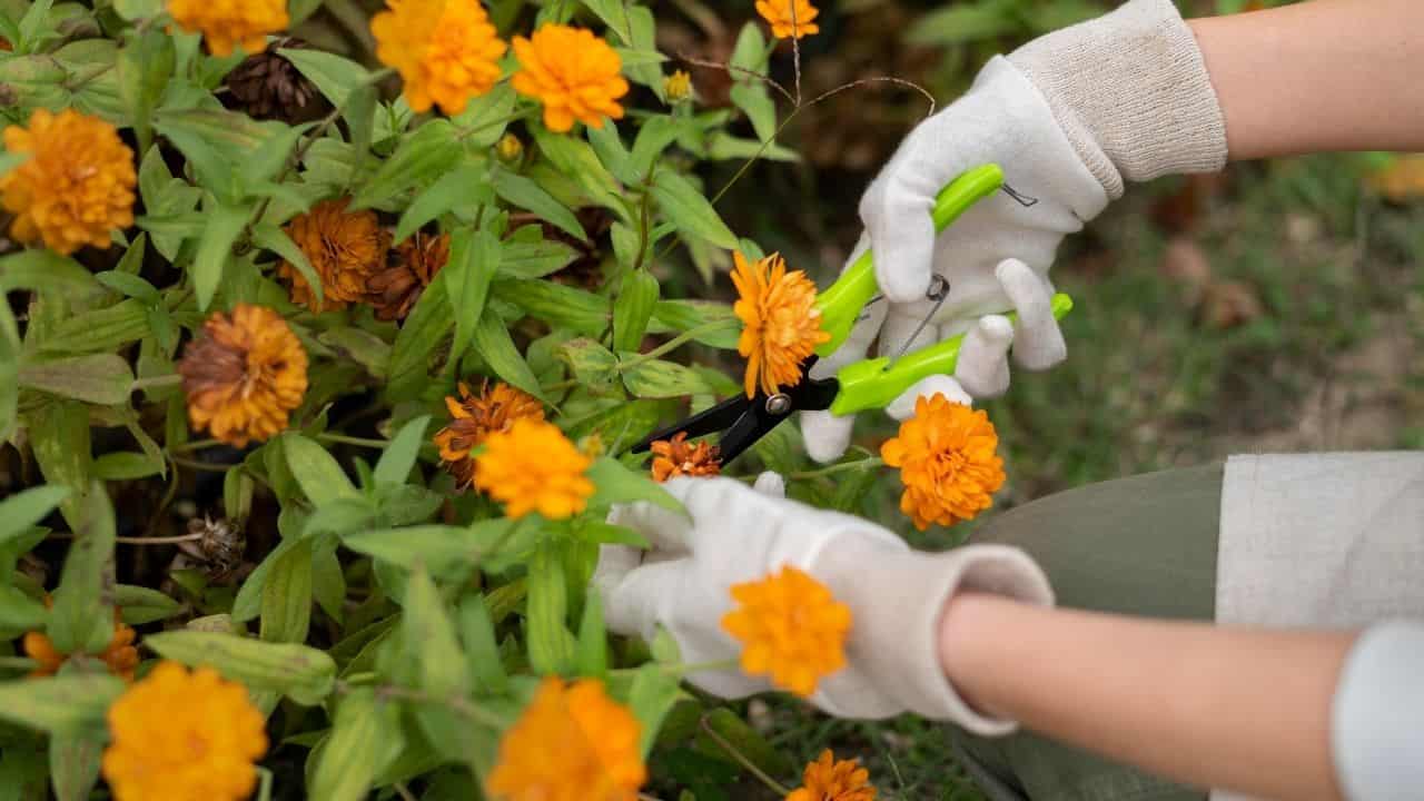 gardener pinching off dead marigold flowers
