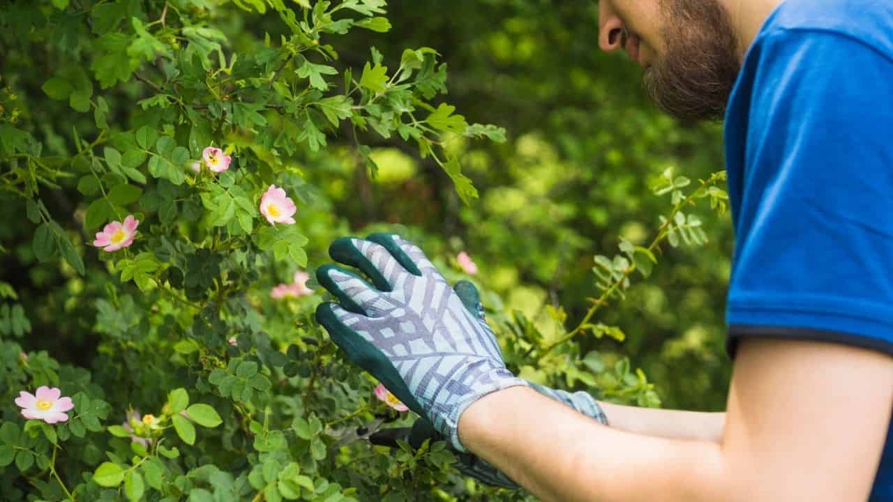gardener pruning hydrangea in late winter
