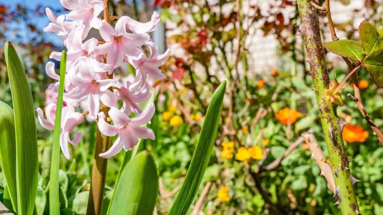 gladiolus and echinacea planted together summer garden