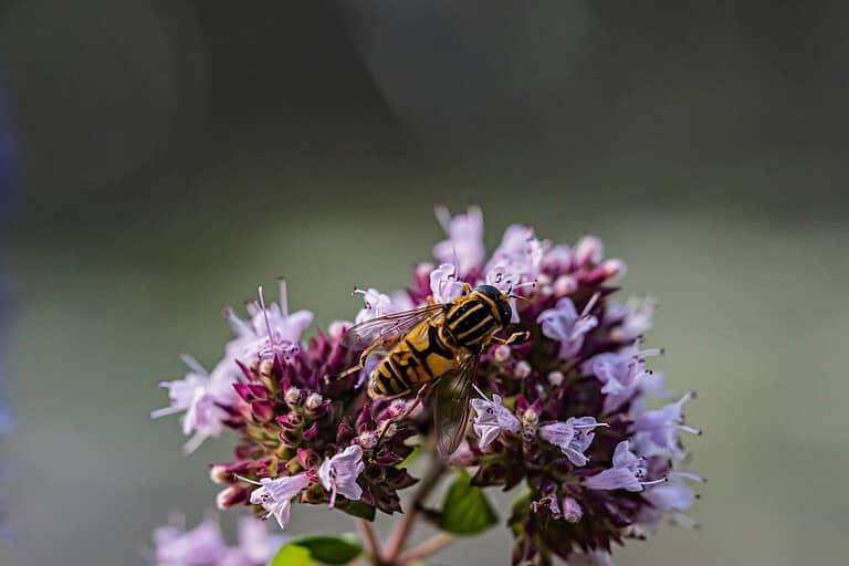 Yellow and black hoverfly collecting nectar from purple oregano flowers against blurred green background