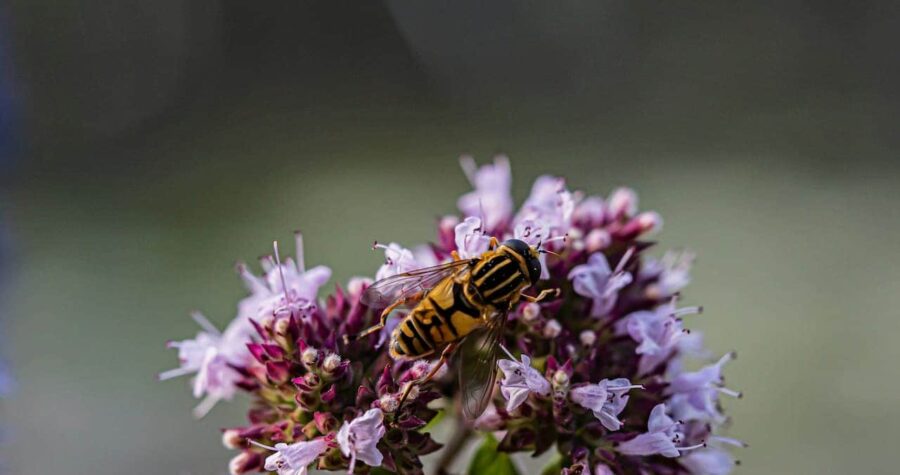 Yellow and black hoverfly collecting nectar from purple oregano flowers against blurred green background
