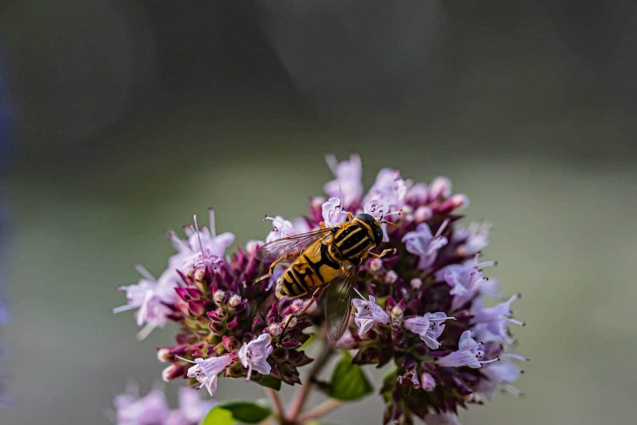 Yellow and black hoverfly collecting nectar from purple oregano flowers against blurred green background