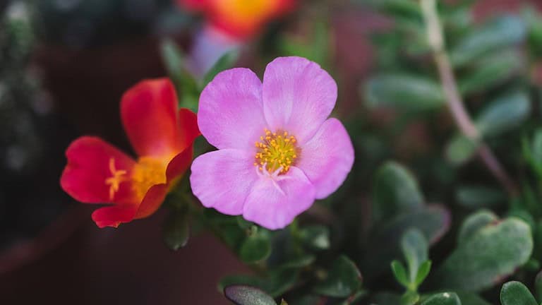 hellebores with pink and purple companion flowers in shade garden photo