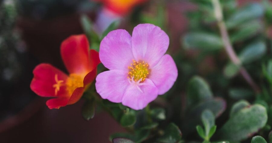 hellebores with pink and purple companion flowers in shade garden photo