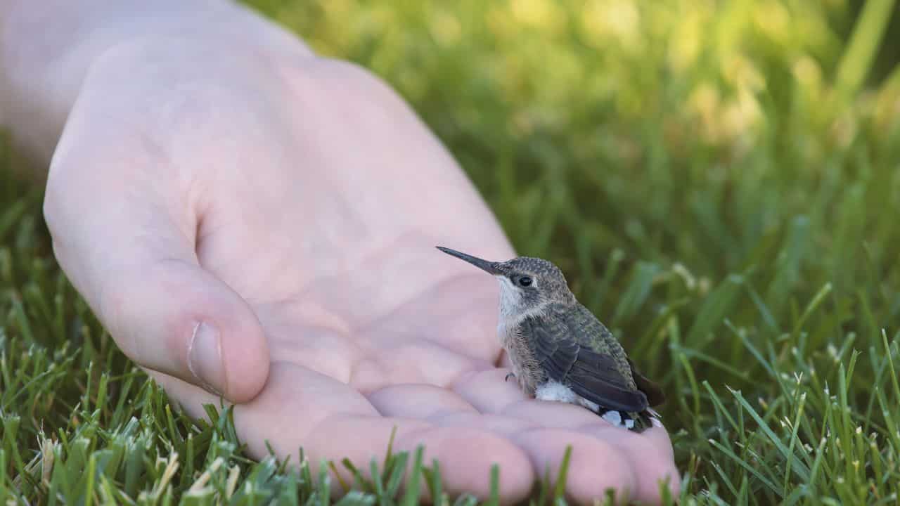 helping fallen baby bird back to tree