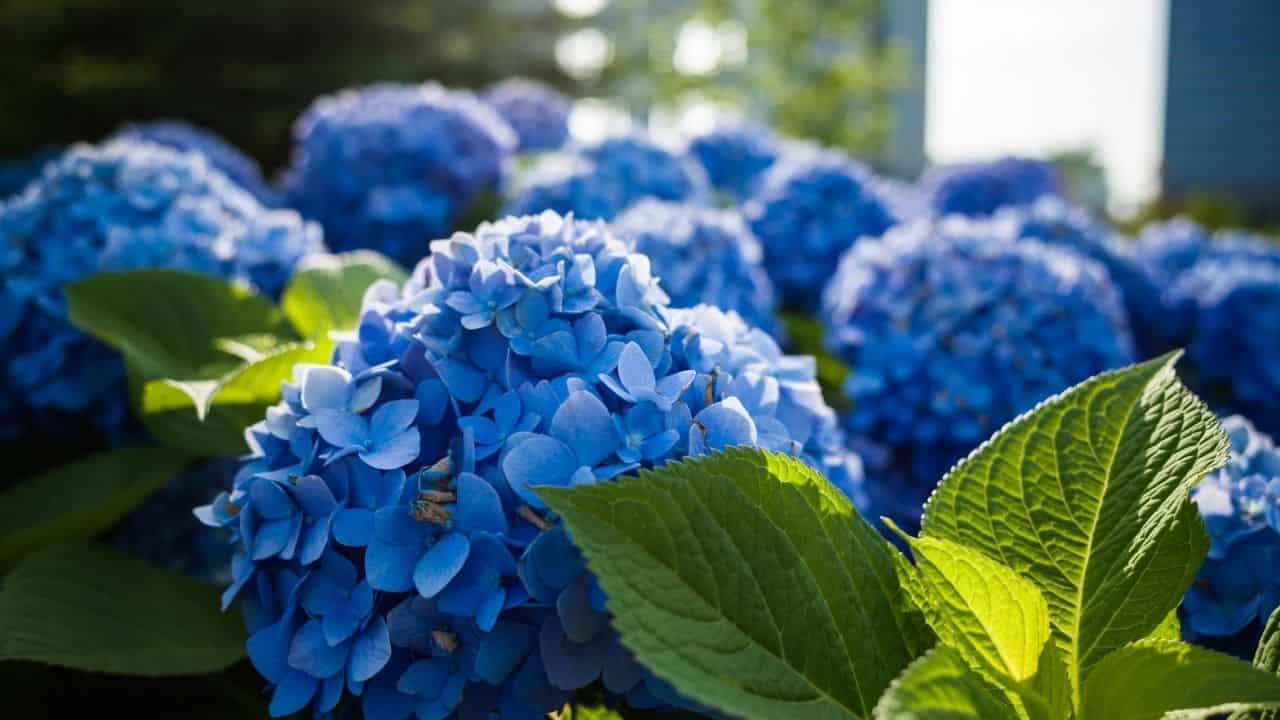 hydrangea blooms in winter garden