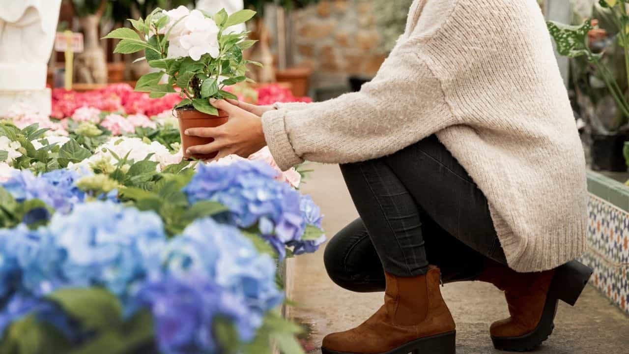  hydrangea bush trimming