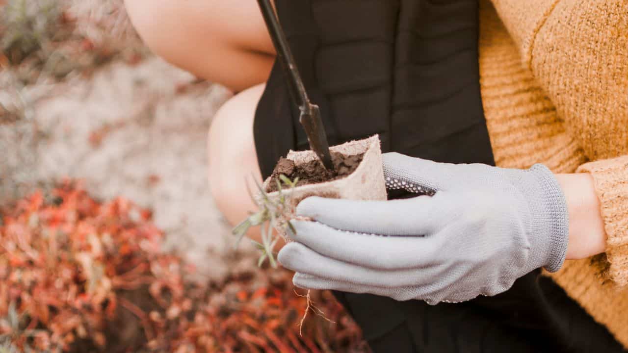 improving drainage for potted marigolds