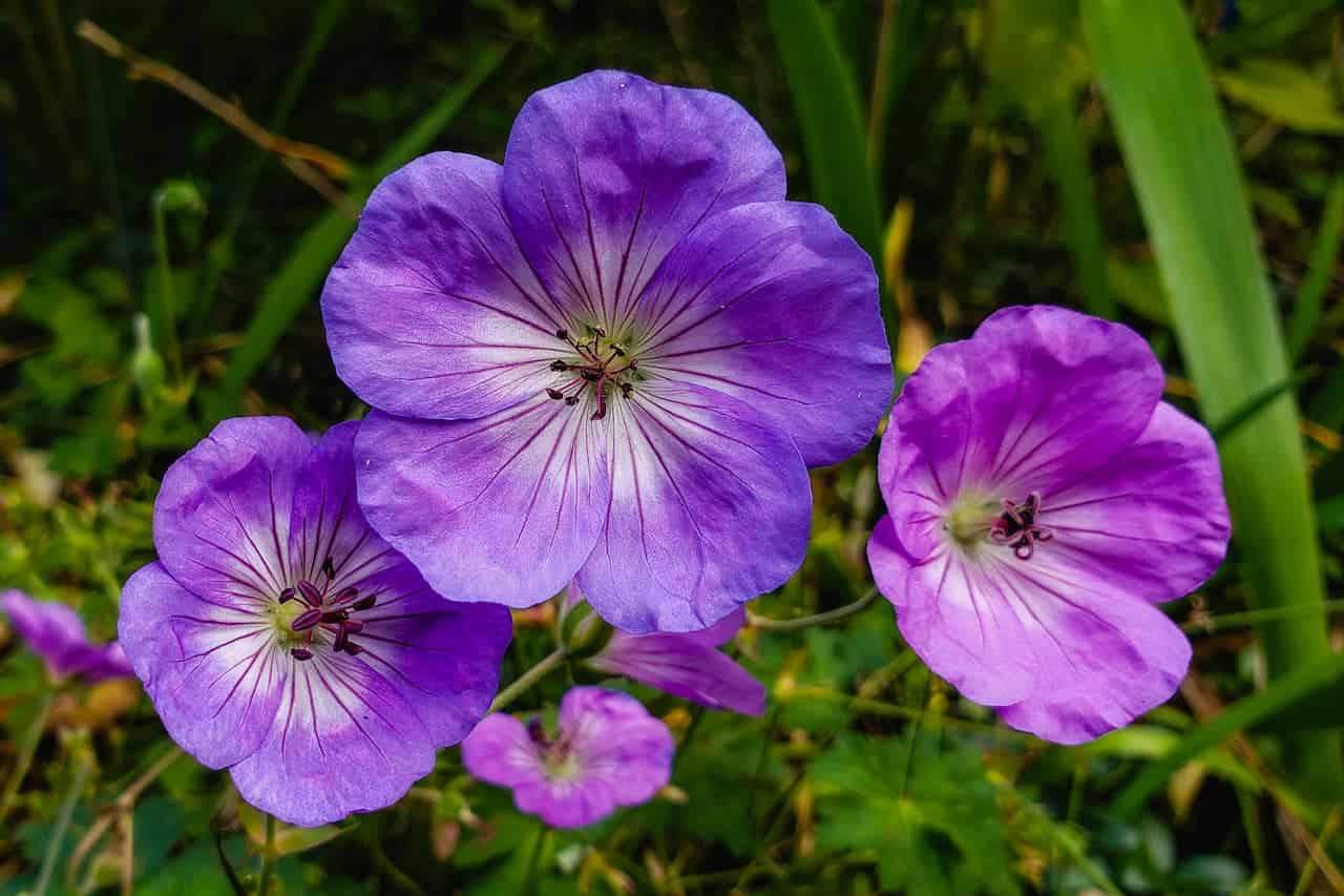 Close-up of purple Cranesbill Geranium flowers with five petals and dark stamens, showing radiating veins against green foliage background