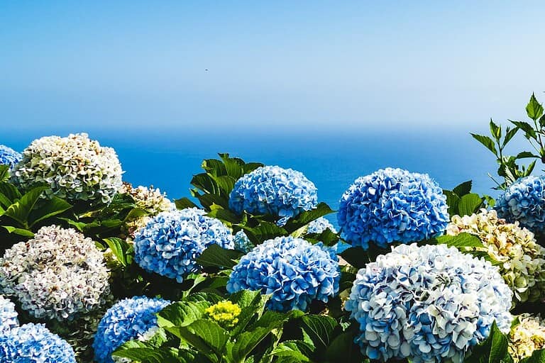 Vibrant blue and white hydrangea flowers blooming against a clear blue ocean backdrop under bright daylight