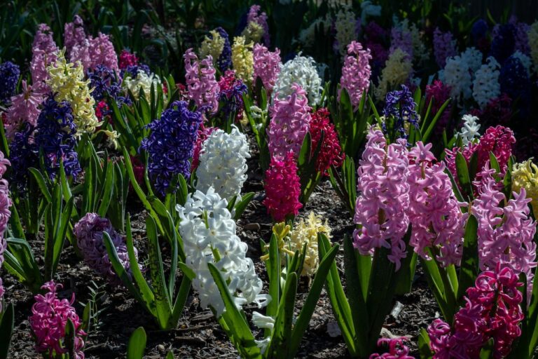 Vibrant garden bed of hyacinth flowers in multiple colors including pink, purple, white, blue, and yellow with green foliage