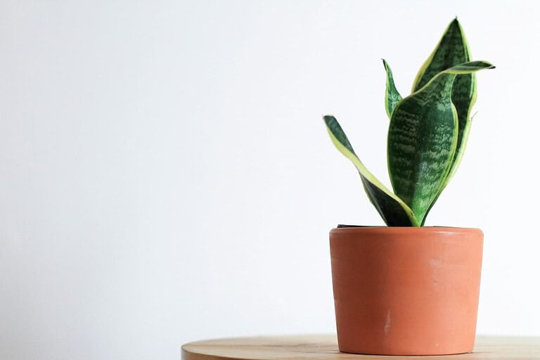 12 Plants That Practically Water Themselves for Effortless Indoor Gardening