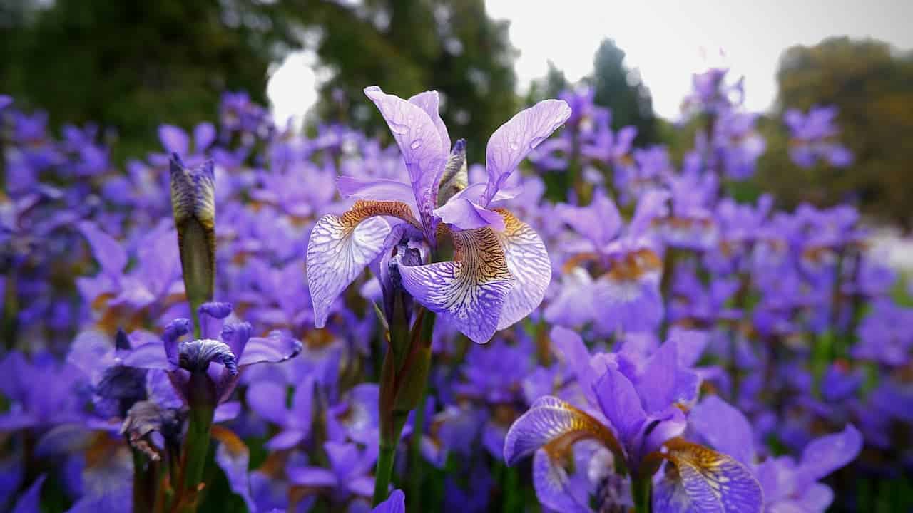 Purple iris flowers in bloom with detailed center petals and veining, growing in a field against blurred trees