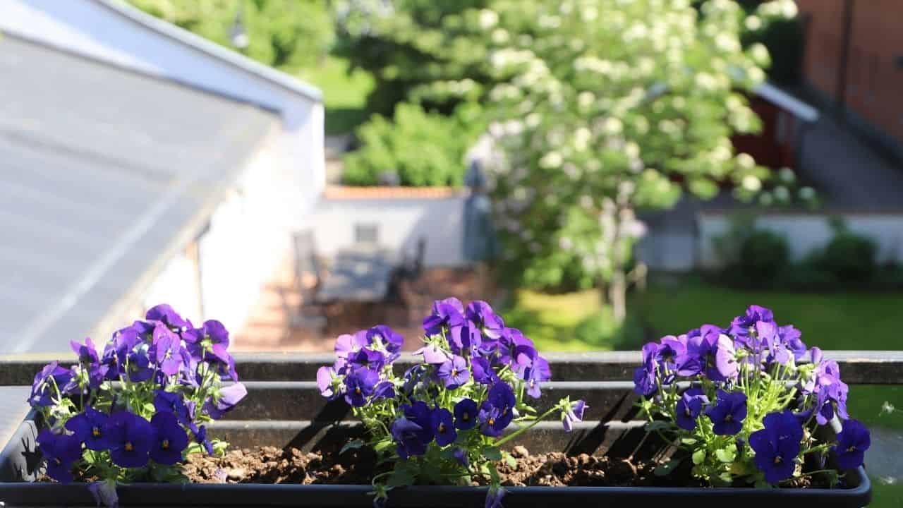 lavender and rosemary in patio containers