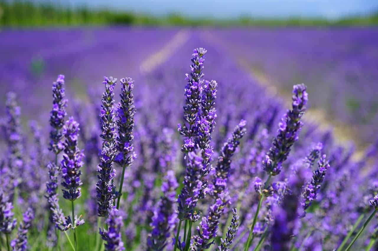 Close-up of lavender flowers with tall purple spikes in foreground, expansive lavender field stretching toward horizon in background