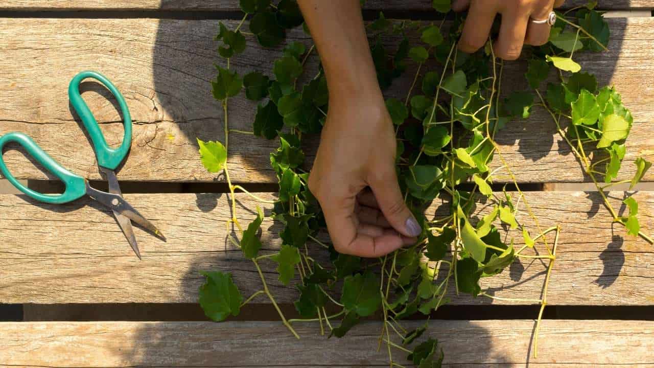 light pruning old wood hydrangeas