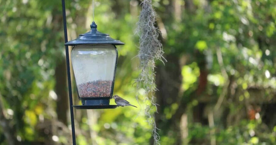 Small gray bird perched on black hanging bird feeder with seeds inside, against blurred green forest background